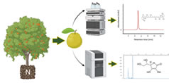 Article: Impact of Nitrogen Fertilization on Nutrient Content of Paluma Guavas During Fruit Development: A Target Metabolite Approach
