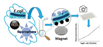 Article: Fluorimetric Determination of E. coli in Water by Binding with Modified Magnetite and Fluorescent Carbon Dots
